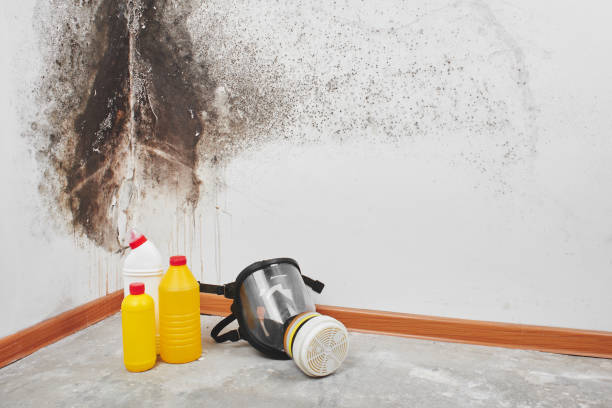 Best Professional Mold Removal  in Coeburn, VA