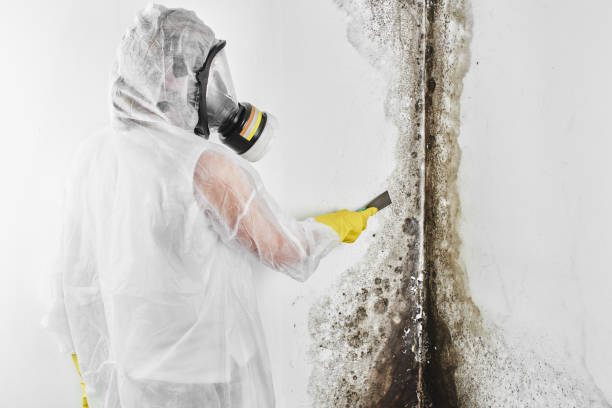Home Mold Removal in Coeburn, VA