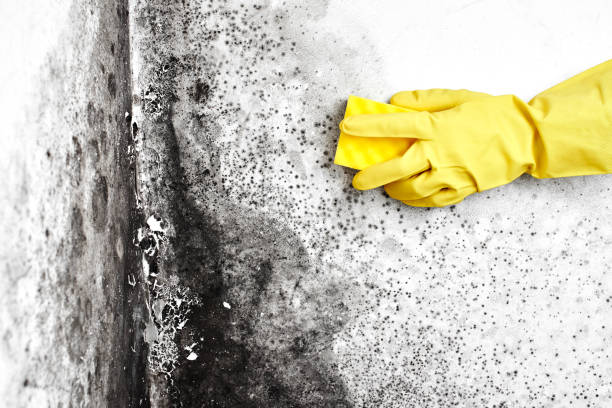 Best Mold Removal Company Near Me  in Coeburn, VA