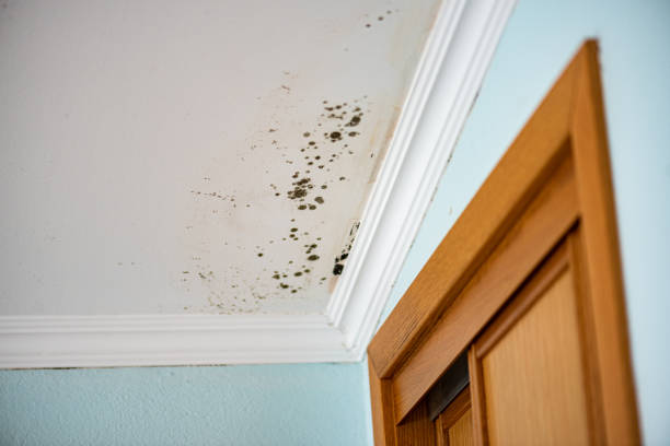 Best Local Mold Removal Service  in Coeburn, VA