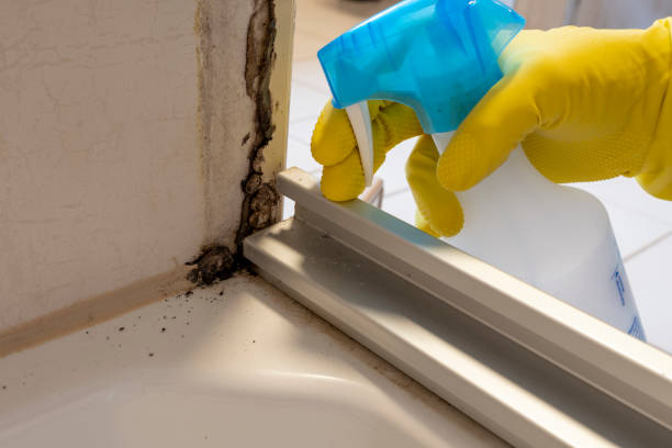 Attic Mold Removal in Coeburn, VA