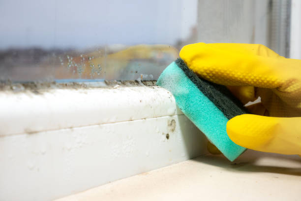 Office Mold Removal Services in Coeburn, VA