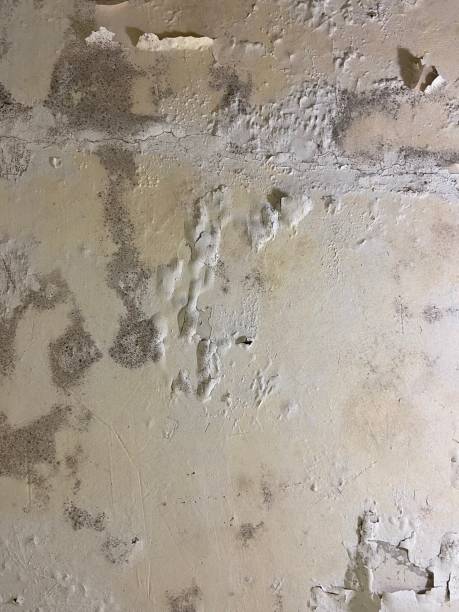 Mold Testing and Removal in Coeburn, VA