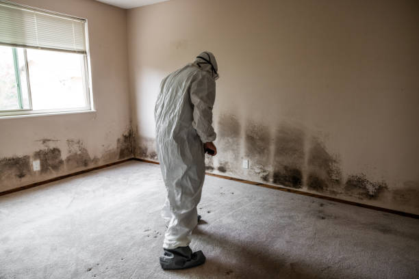 Best Same-Day Mold Removal  in Coeburn, VA