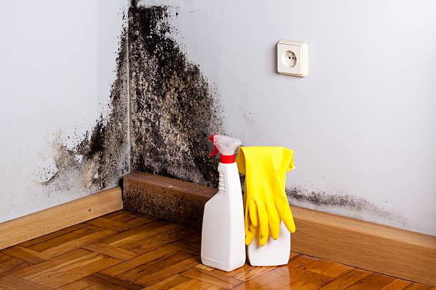 Best Toxic Mold Removal  in Coeburn, VA