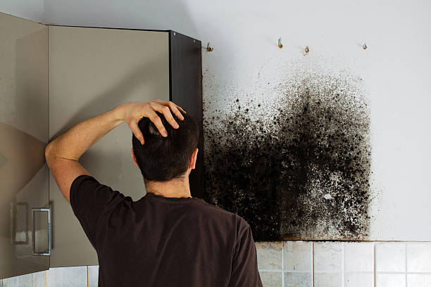 Best Best Mold Removal Companies  in Coeburn, VA