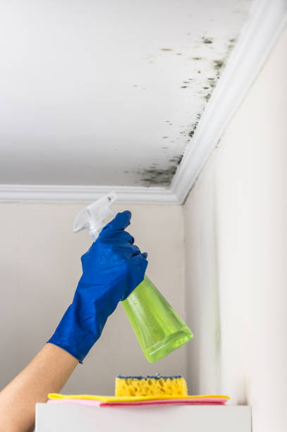 Best Black Mold Removal  in Coeburn, VA