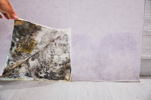 Best Attic Mold Removal  in Coeburn, VA